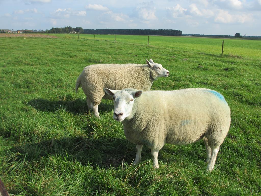 Langeweg B&B Boerderij Wijtvliet المظهر الخارجي الصورة
